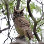 Grayish-Eagle-Owl