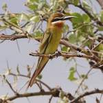 Olive-Bee-eater