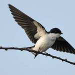 White-tailed-Swallow-Ethiopia 2013