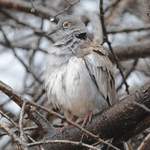 White-winged-Dove