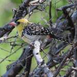 Yellow-breasted-Barbet