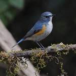 Red-flanked-Bluetail - Doi Lang 2014