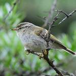 Gansu-Leaf-warbler - Nick Bray 2014