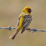 Red-headed-Bunting - Tien Shan Mtns 2014