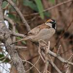 Saxaul-Sparrow in Xinjiang  by Nick Bray