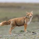 Tibetan-Fox-by Nick Bray
