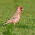 Spotted-Great-Rosefinch Qinghai by Nick Bray