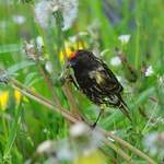Red-fronted-Serin-Tien Shan Mountains by Nick Bray
