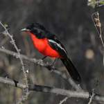 Crimson-breasted-Shrike - Namibia July 2014