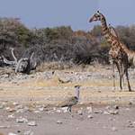 Kori-Bustard-and-Giraffes - Namibia July 2014
