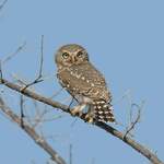 Pearl-spotted-Owlet - Namibia July 2014
