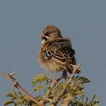 Scaly-feathered-Finch Etosha July 2014