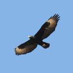 Verreaux's Eagle - Namibia  July 2014