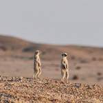 Meerkat - Namibia July 2014