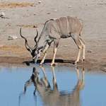Greater-Kudu - Etosha July 2014