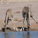 Giraffes - Etosha July 2014