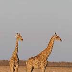 Giraffes - Namibia July 2014