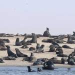 Cape-Fur-Seals - Walvis Bay July 2014