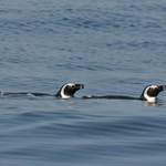 African Penguin - Walvis Bay July 2014