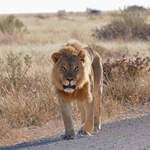Lion - Etosha July 2014