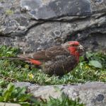 Red-fronted Rosefinch - Sichuan 2015