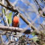 Red-breasted Chat - West Mexico 2017