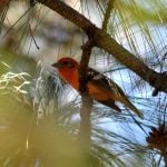 Flame-coloured Tanager - Durango Highway 2017_00021