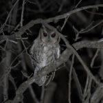 Balsas Screech Owl - La Cumbre 2017_00026