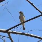 Black-capped Vireo - West Mexico 2017_00050