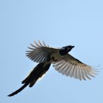 Black-throated Magpie-Jay - San Blas 2017_00010