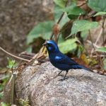 Blue Bunting (male) - Puerto Vallarta 2017_00034