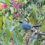 Blue Mockingbird - West Mexico 2017_00022
