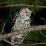 Cinereous Owl - West Mexico 2017 _00080