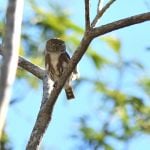 Colima Pygmy Owl - West Mexico 2017_00005