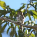 Ferruginous Pygmy Owl - West Mexico 2017_00009