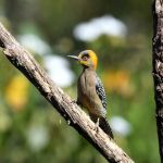 Golden-cheeked Woodpecker - Puerto Vallarta Botanical Gardens 2017_00016