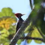Pale-billed Woodpecker 2 - San Blas 2017_00014