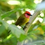 Red-headed Tanager - Cerro de San Juan 2017_00070
