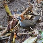 Rusty-crowned Ground Sparrow - Puerto Vallarta Botanical Gardens 2017_00064