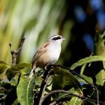 Stripe-headed Sparrow 2 - Puerto Vallarta 2017_00078