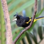 Yellow-winged Cacique b - Puerto Vallarta Botanical Gardens 2017_00044