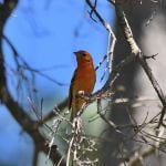 Flame-coloured Tanager 2 - Durango Highway 2017_00023
