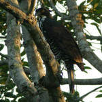 Blyths Hawk-eagle