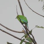 Blue-winged Leafbird