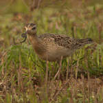 Little Whimbrel a