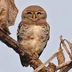 Forest Owlet © Nikhil Devasar