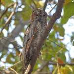 Mottled Wood-owl © Nikhil Devasar
