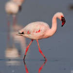 Lesser Flamingo © Nikhil Devasar