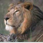 Asiatic Lion at Gir