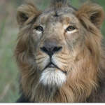 Asiatic Lion at Gir 2